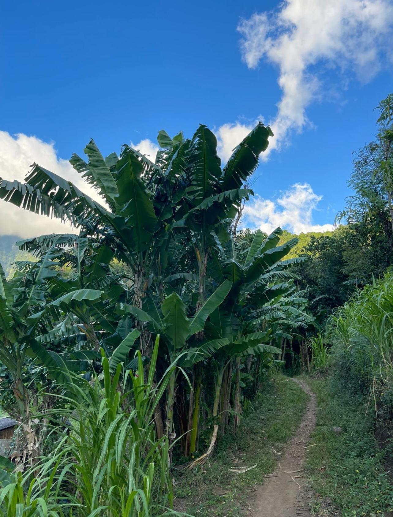 Villa Tropical Habitat Bali Amed Esterno foto